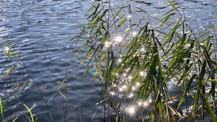 Schilf vor Wasser
