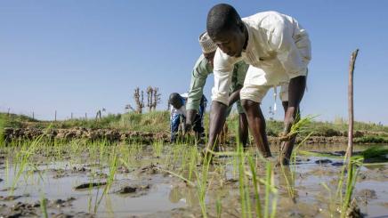 Bild: Reispflanzer in Nigeria